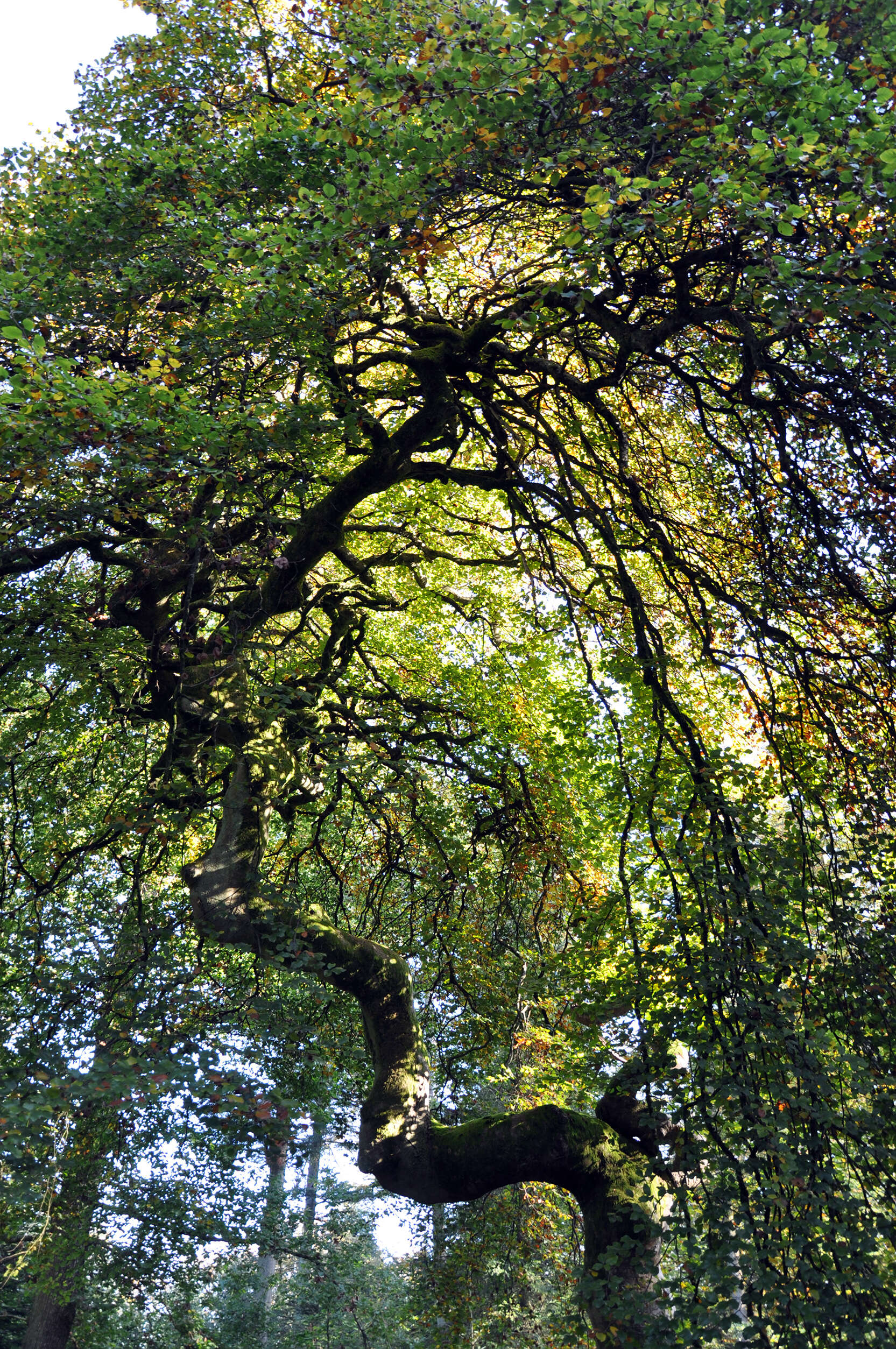 Image of Fagus sylvatica var. suentelensis