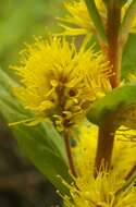 Image of Tufted Loosestrife