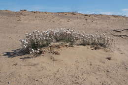 صورة Arabidopsis lyrata subsp. petraea (L.) O'Kane & Al-Shehbaz