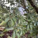 Image of Quercus salicina Blume