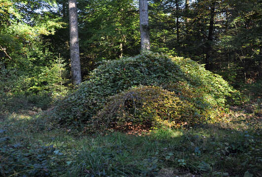 Image of Fagus sylvatica var. suentelensis