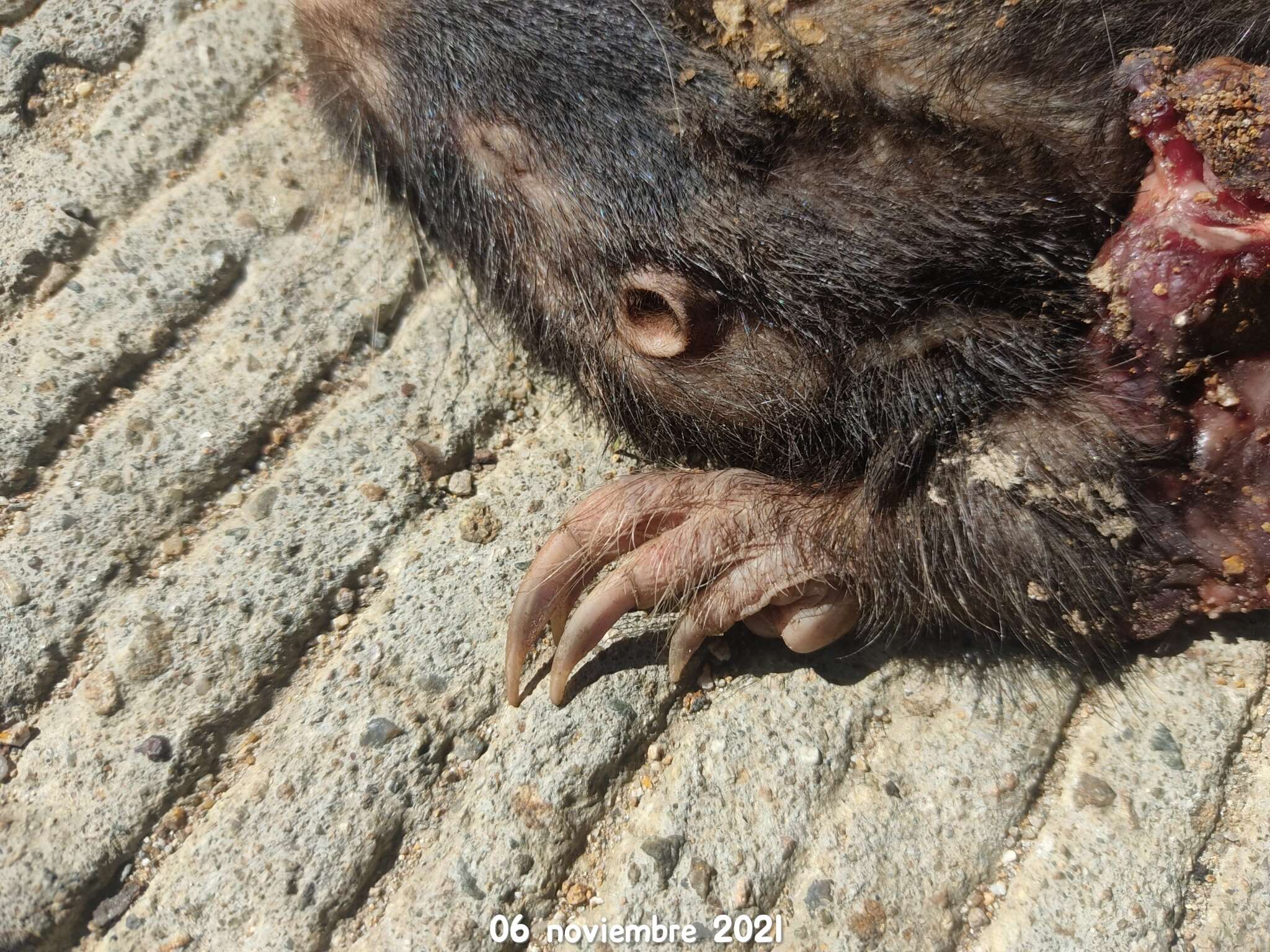 Image of giant pocket gopher