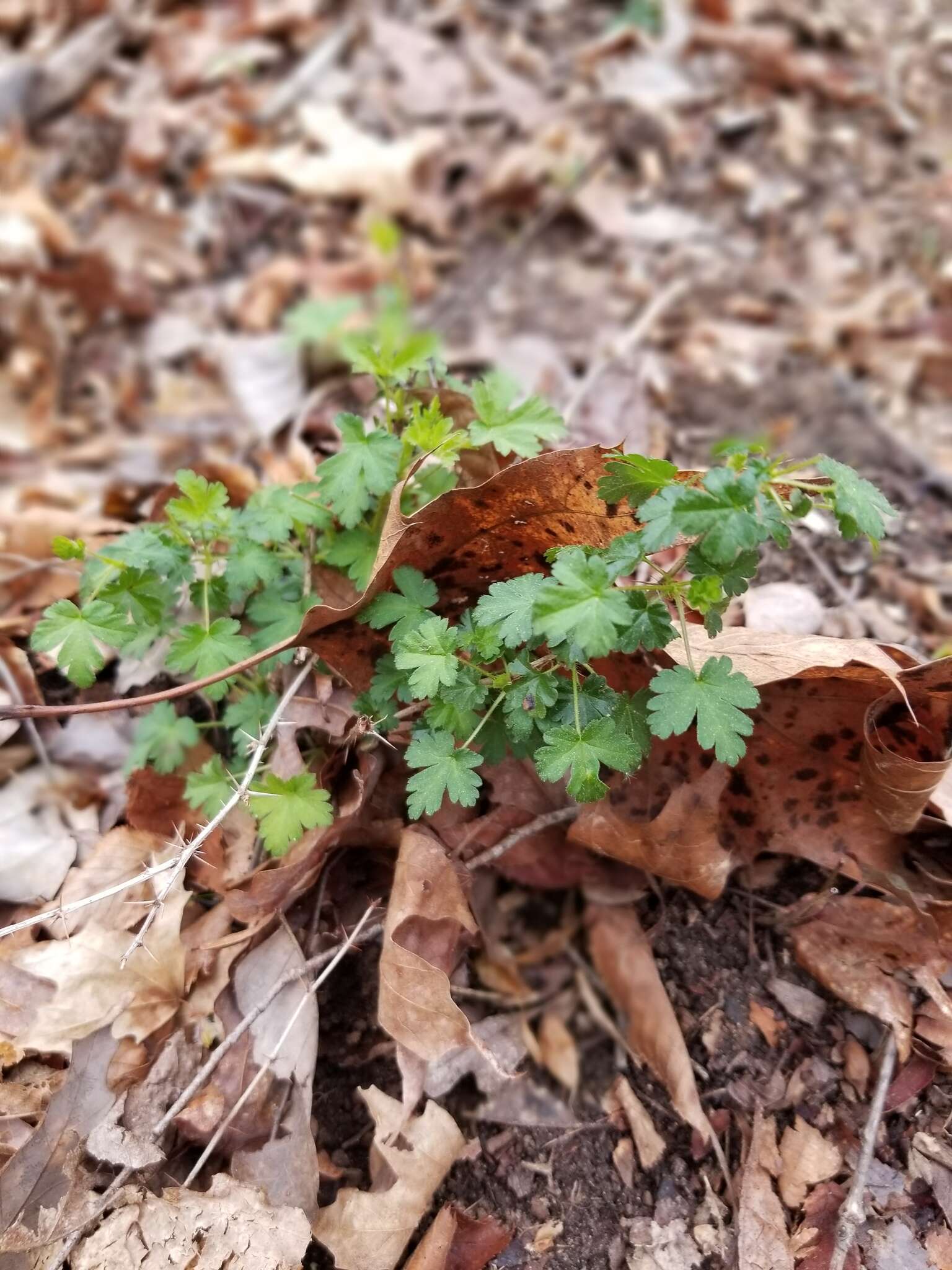 Image of Miccosukee gooseberry