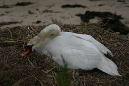 Image of Mute Swan