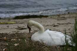 Image of Mute Swan