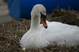 Image of Mute Swan