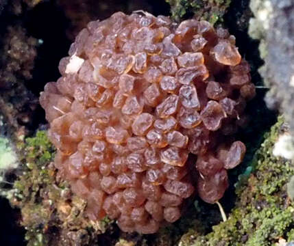 Image of Tubifera vanderheuliae