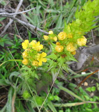 Image of Alectra sessiliflora (Vahl) Kuntze