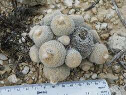 Image of Epithelantha greggii subsp. polycephala