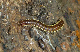 Image of Millipede