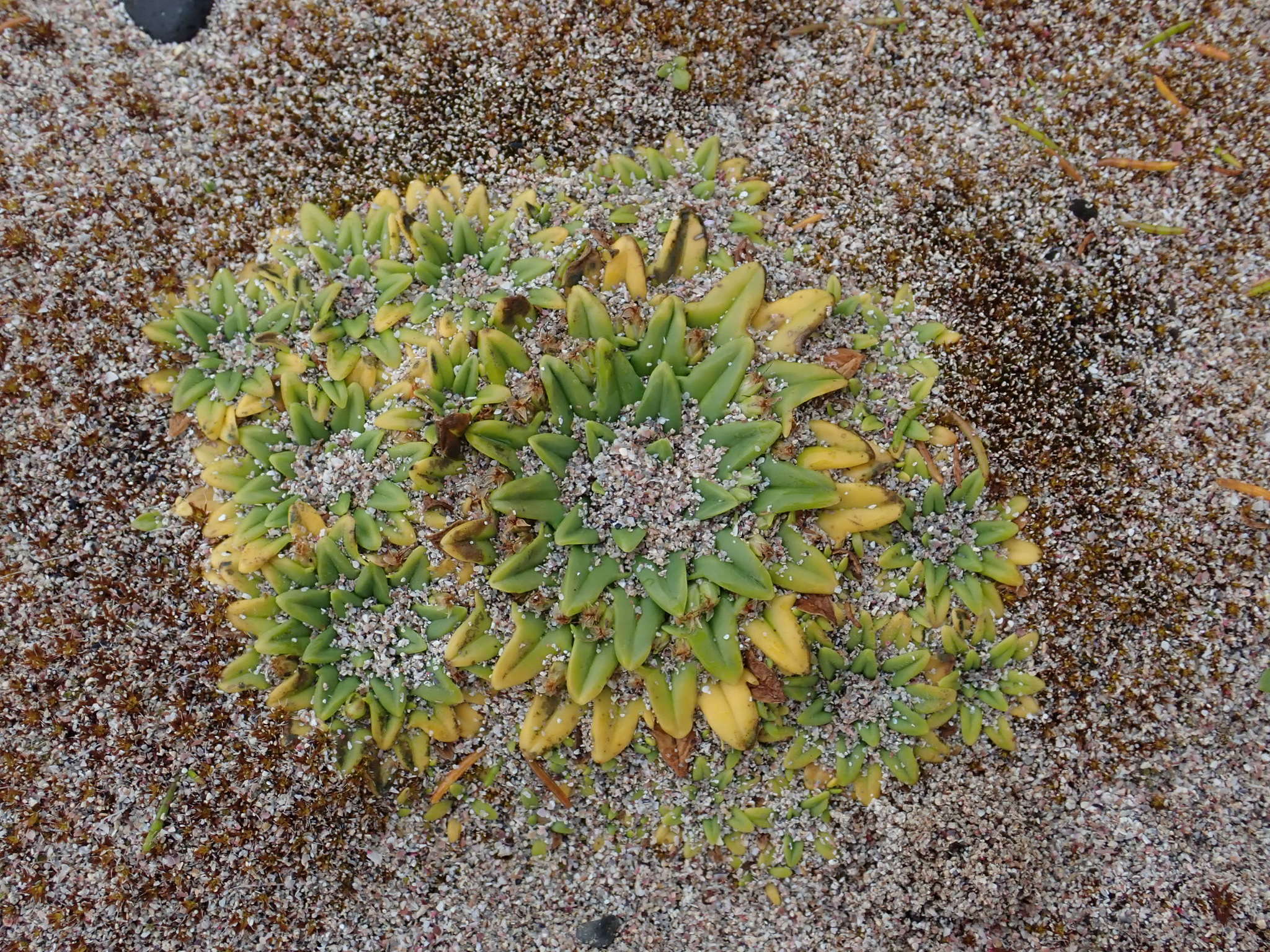 Image of Plantago triantha Spreng.