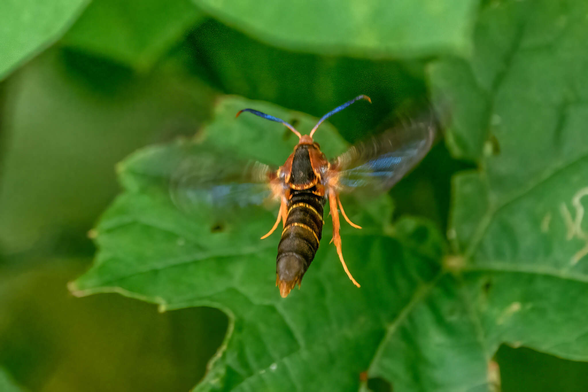 Слика од Vitacea polistiformis (Harris 1854)