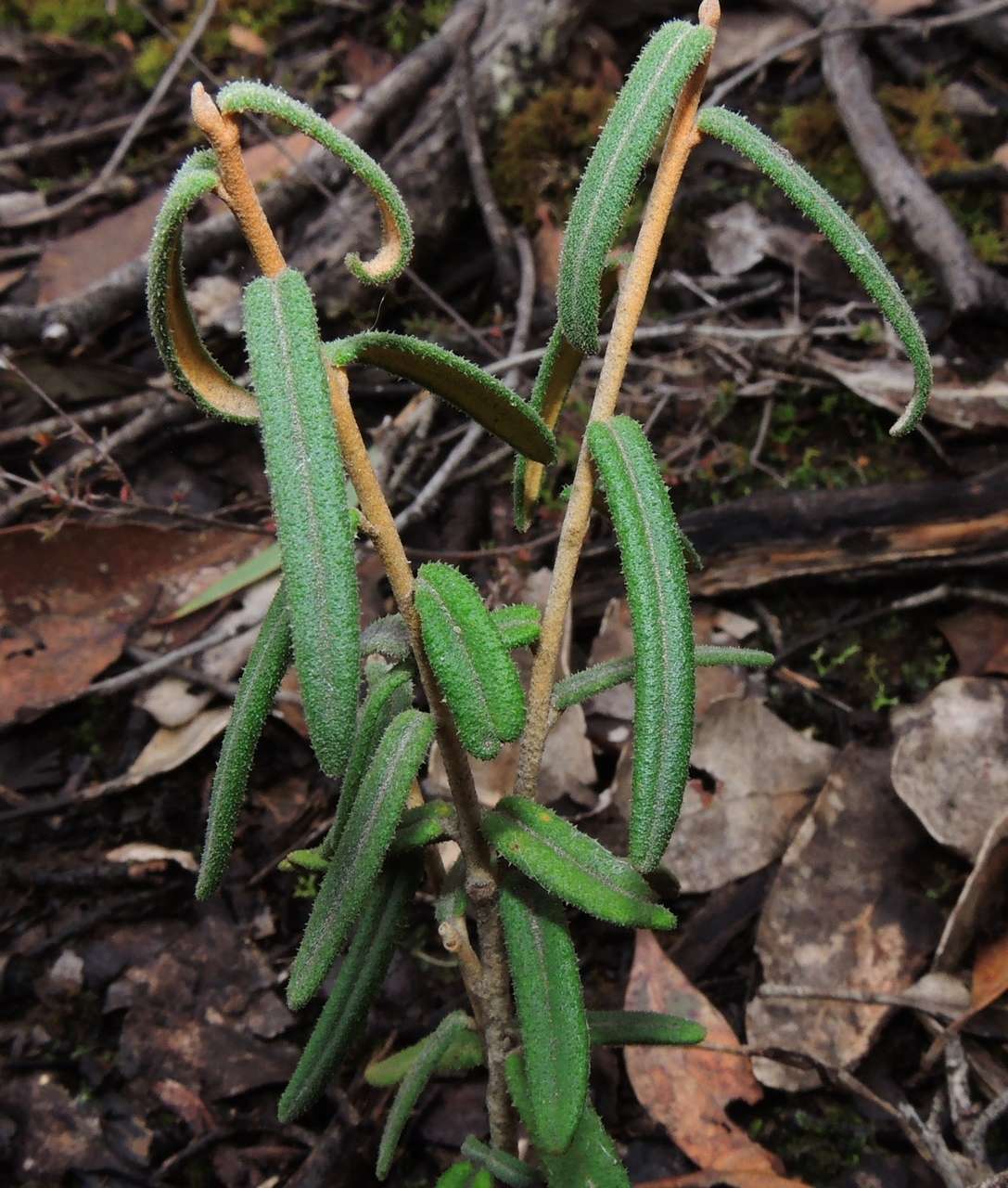 صورة Astrotricha ledifolia DC.