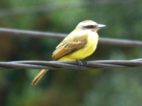 Image of Golden-crowned Flycatcher