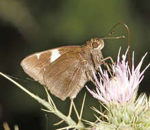 Image de Notocrypta feisthamelii alysos Moore 1865