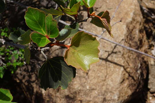 Plancia ëd Rhoicissus sekhukhuniensis Retief, S. J. Siebert & A. E. van Wyk