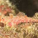 Image of Morrison's dragonet