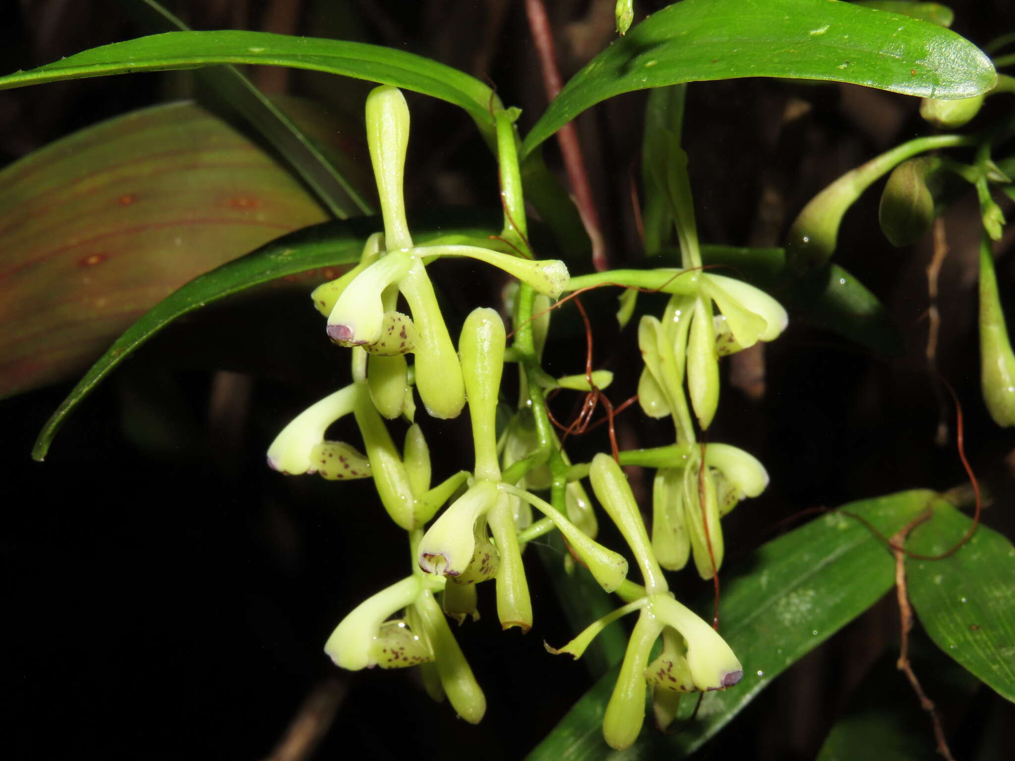 Image of Epidendrum erosum Ames & C. Schweinf.