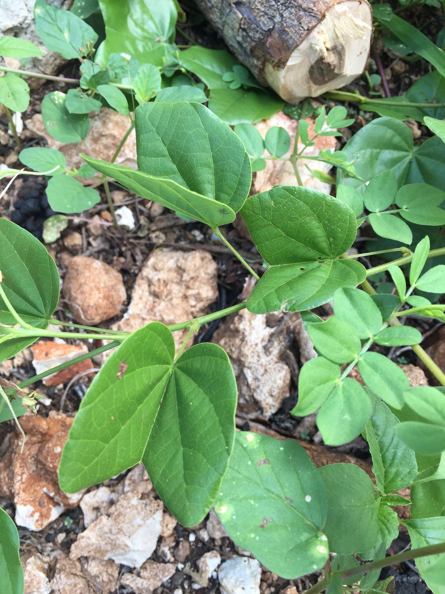 Image of Bauhinia divaricata L.