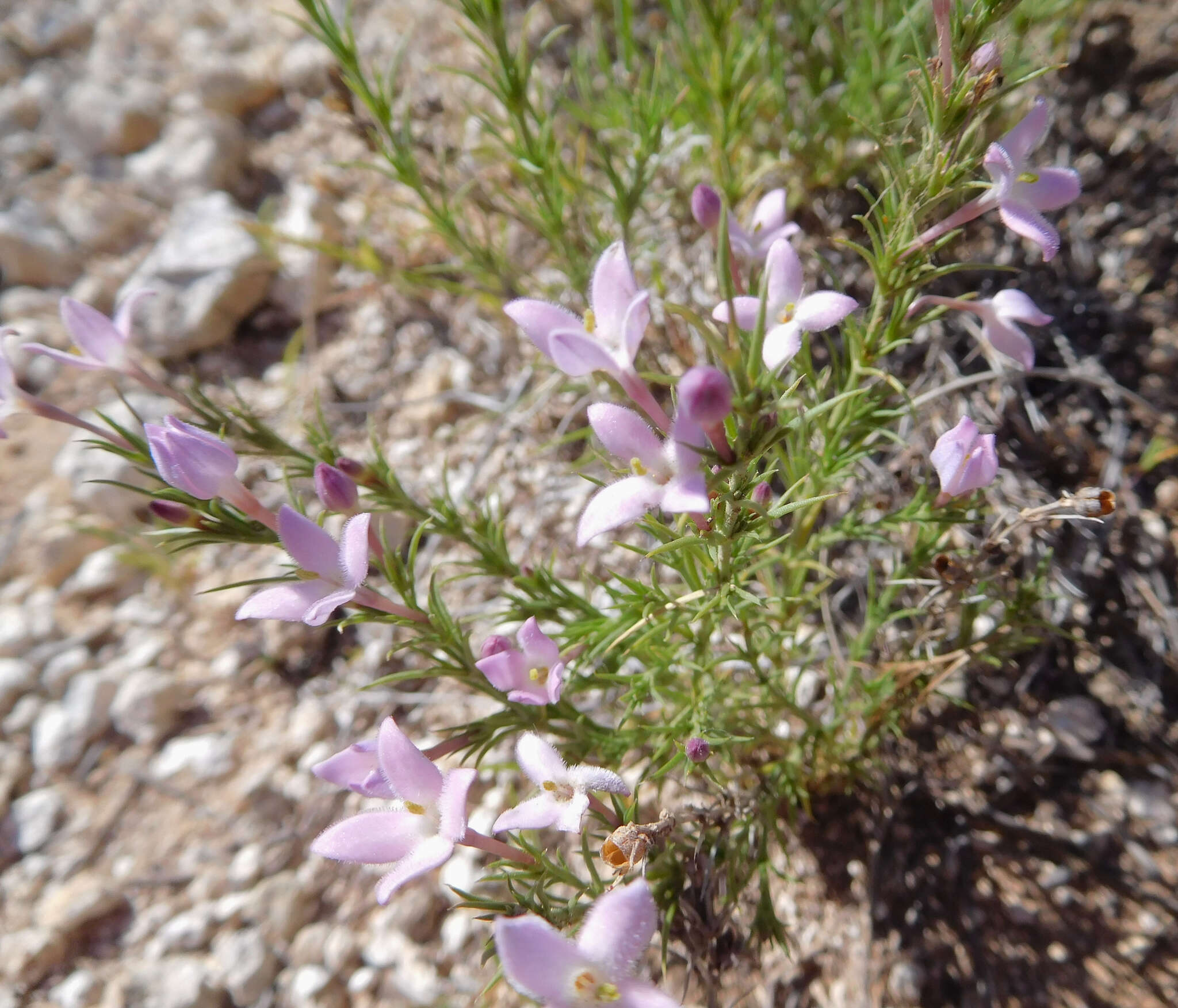 Sivun Houstonia acerosa var. acerosa kuva