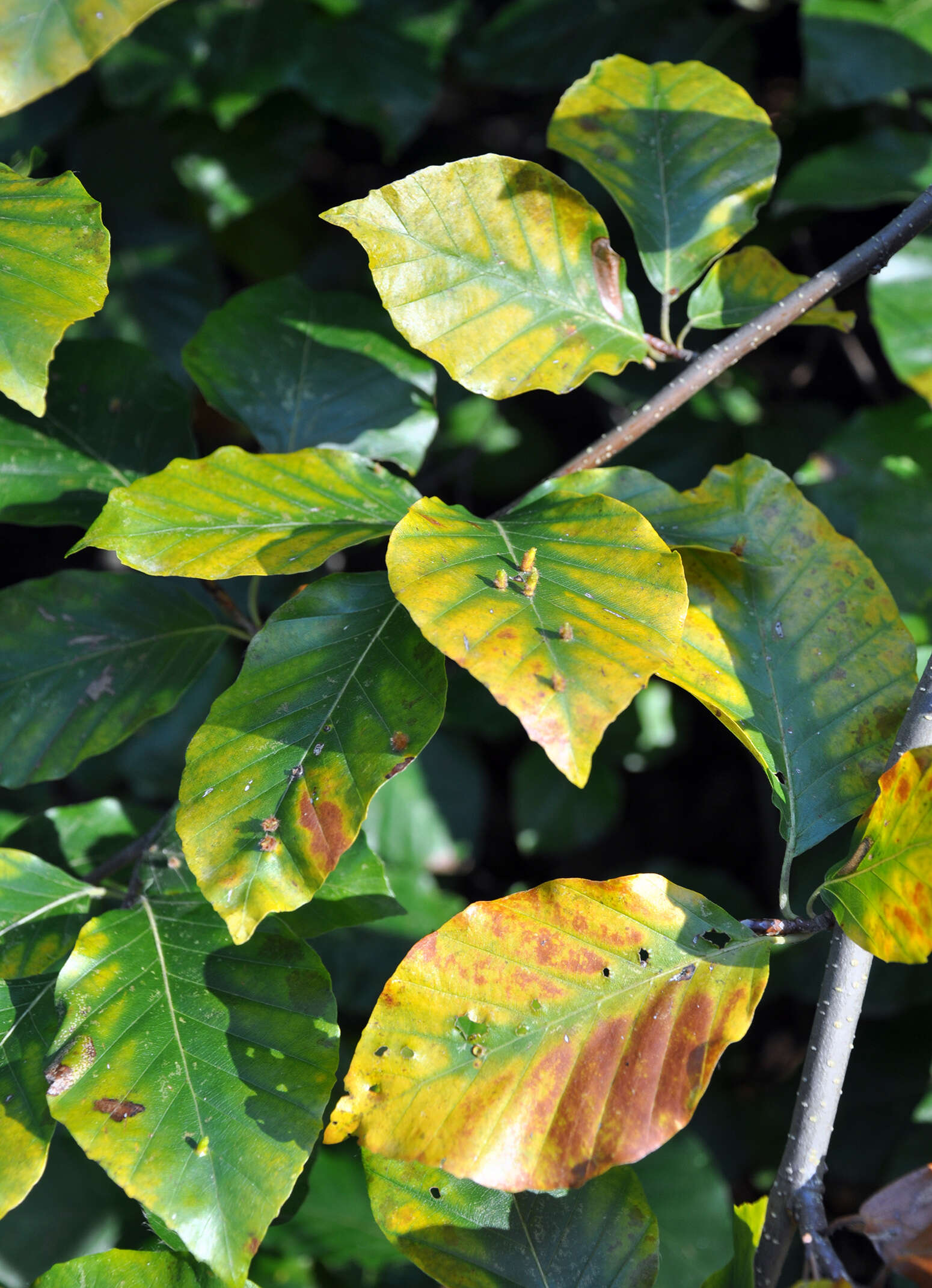 Image of Fagus sylvatica var. suentelensis