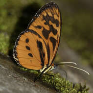 Imagem de Tithorea harmonia brunnea Haensch 1905