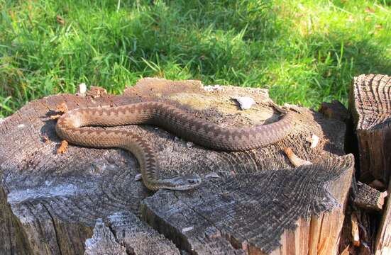 Image of Adder