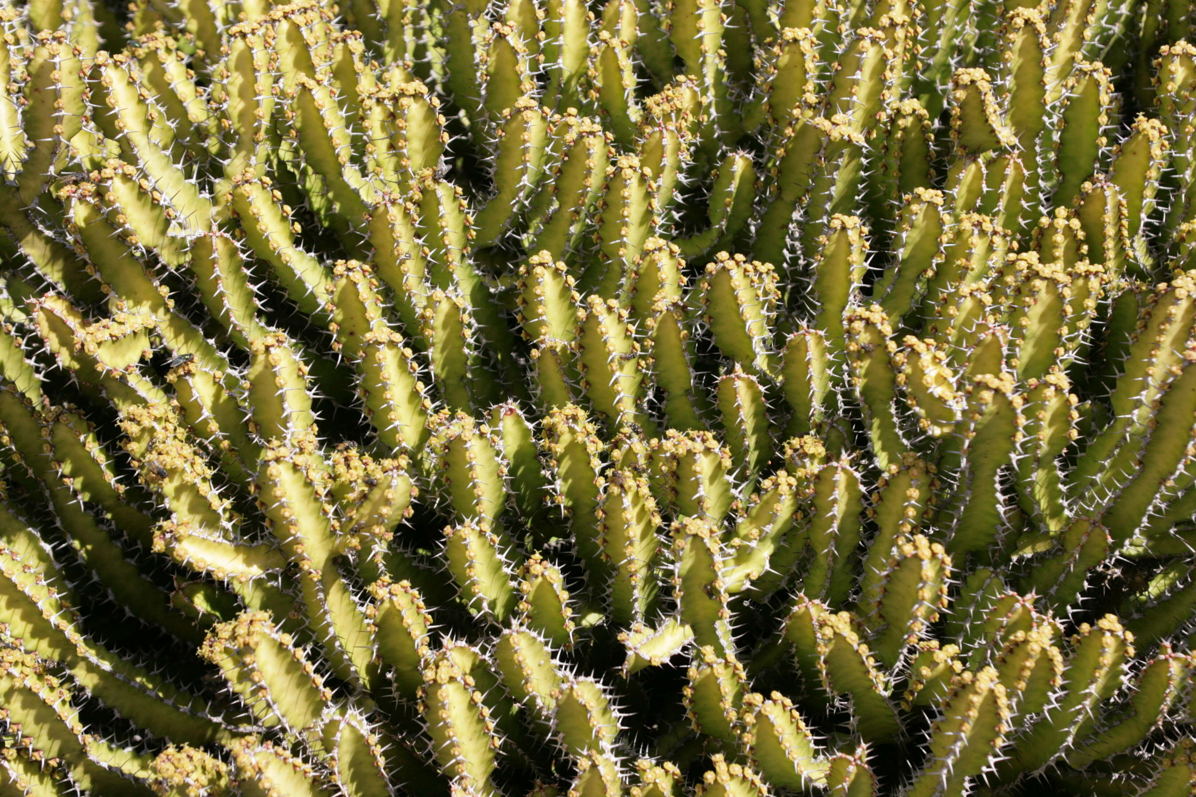 Image of Euphorbia griseola Pax