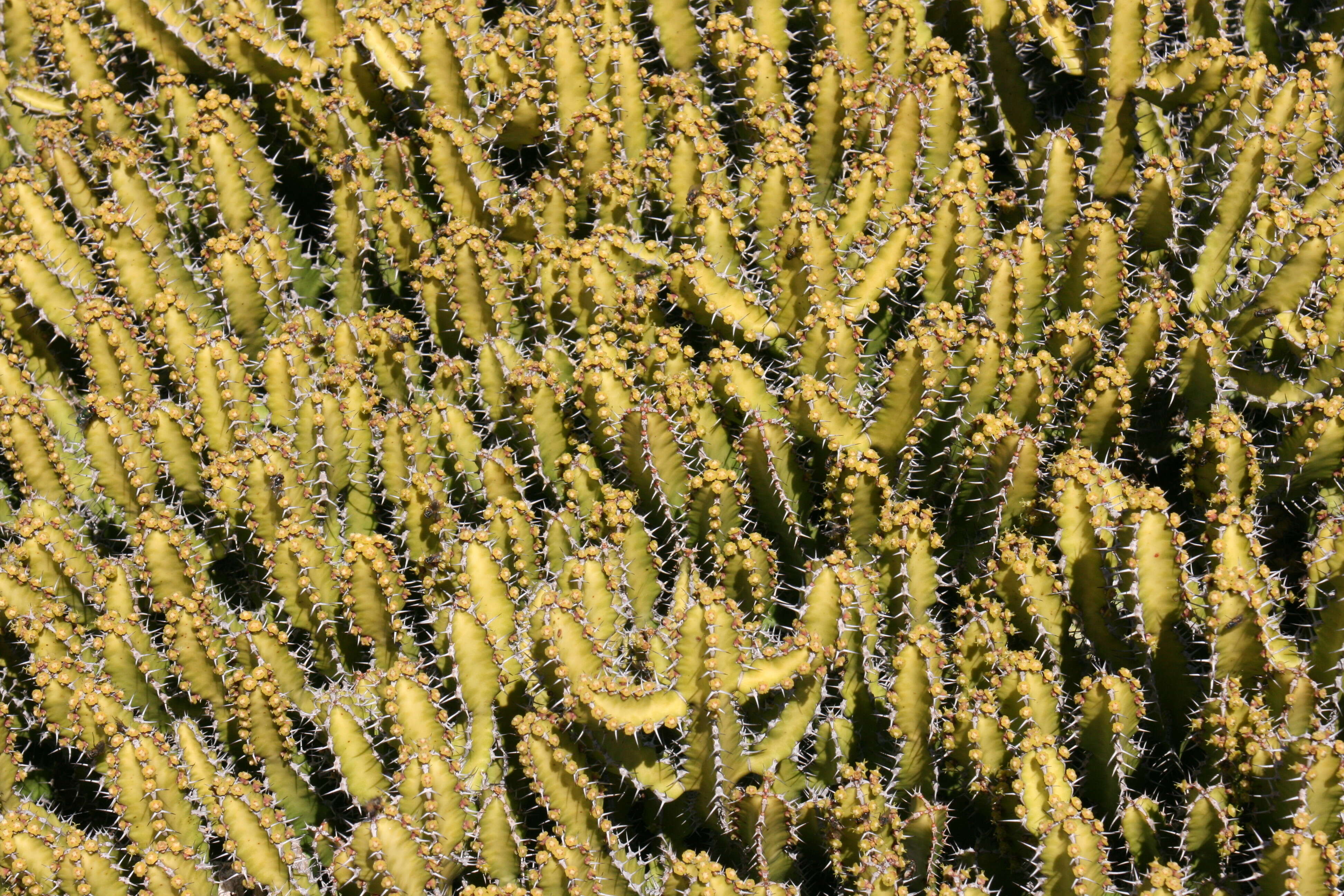 Image of Euphorbia griseola Pax