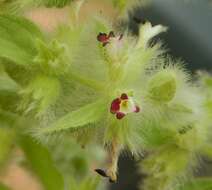 Слика од Sideritis lanata L.