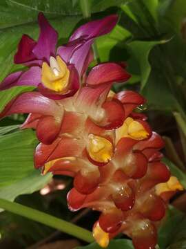 Image de Curcuma roscoeana Wall.