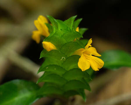 Imagem de Aphelandra ornata (Nees) T. Anders.