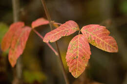 Image of Pacific poison oak