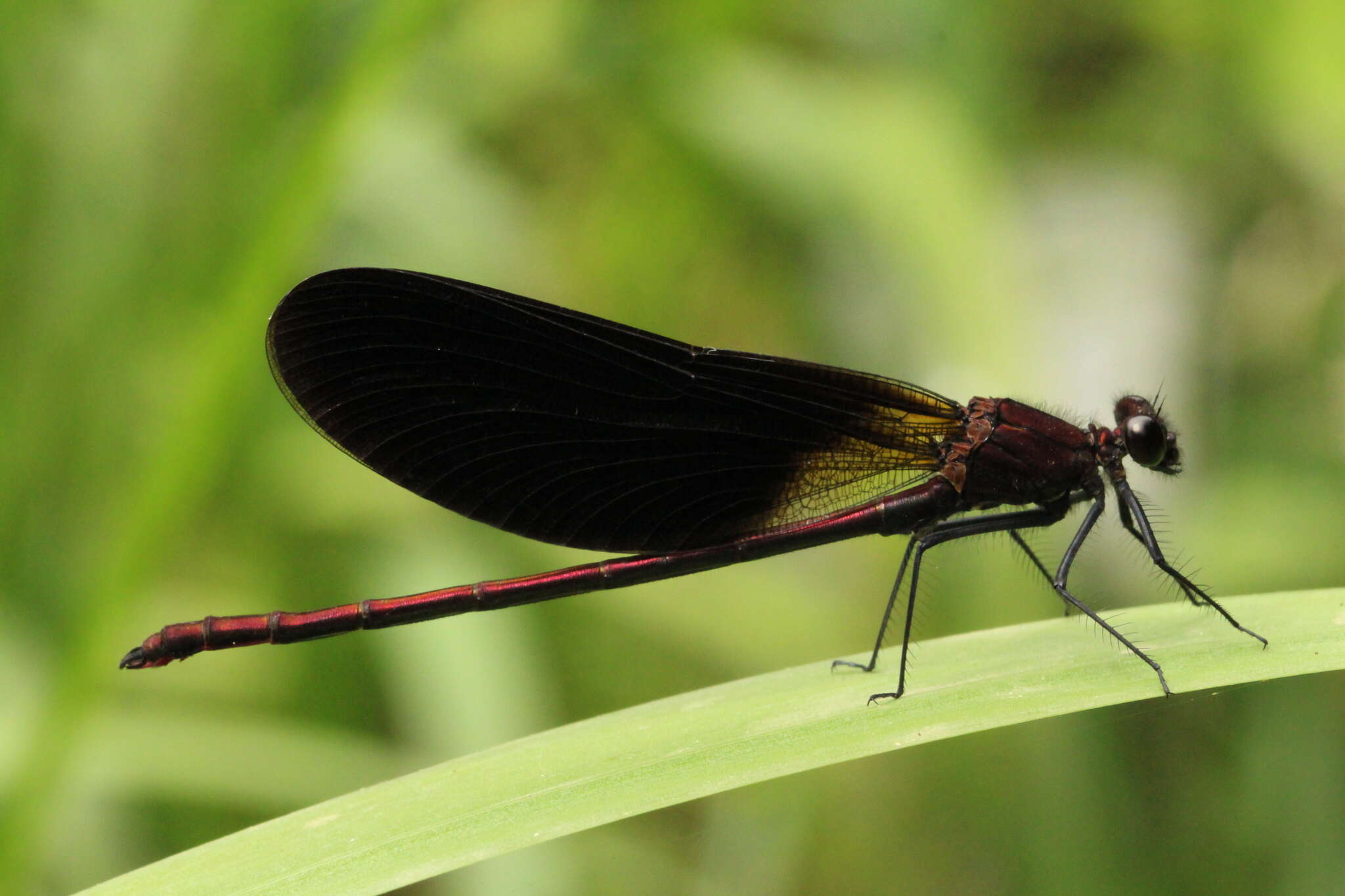 Image of Copper Demoiselle