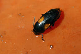 Image of Tachinus (Tachinus) subterraneus (Linnaeus 1758)