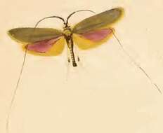 Image de Nemophora metallica