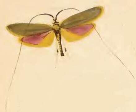 Image of Nemophora metallica