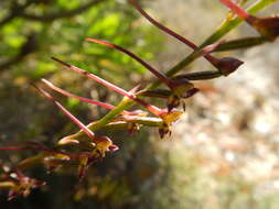 Image of Disa salteri G. J. Lewis