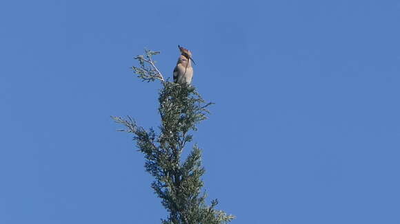 صورة Upupa epops epops Linnaeus 1758