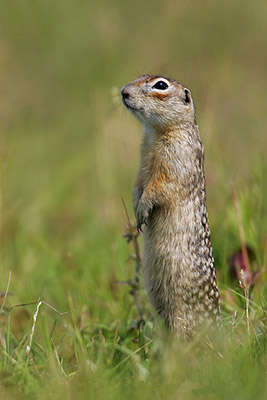 Image of Speckled Ground Squirrel