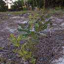 Image of clusterspike false indigo