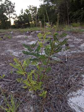 Image of clusterspike false indigo