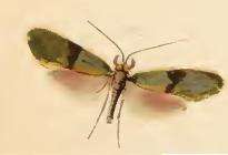 Image of Nemophora minimella Zeller 1853