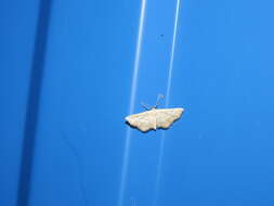 Image de Idaea elongaria Rambur 1833