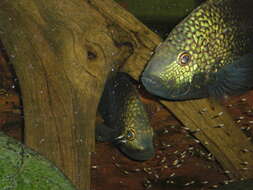 Image of Lowland cichlid