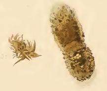Image of Nemophora minimella Zeller 1853