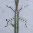 Image of Stagmomantis limbata Hahn 1835