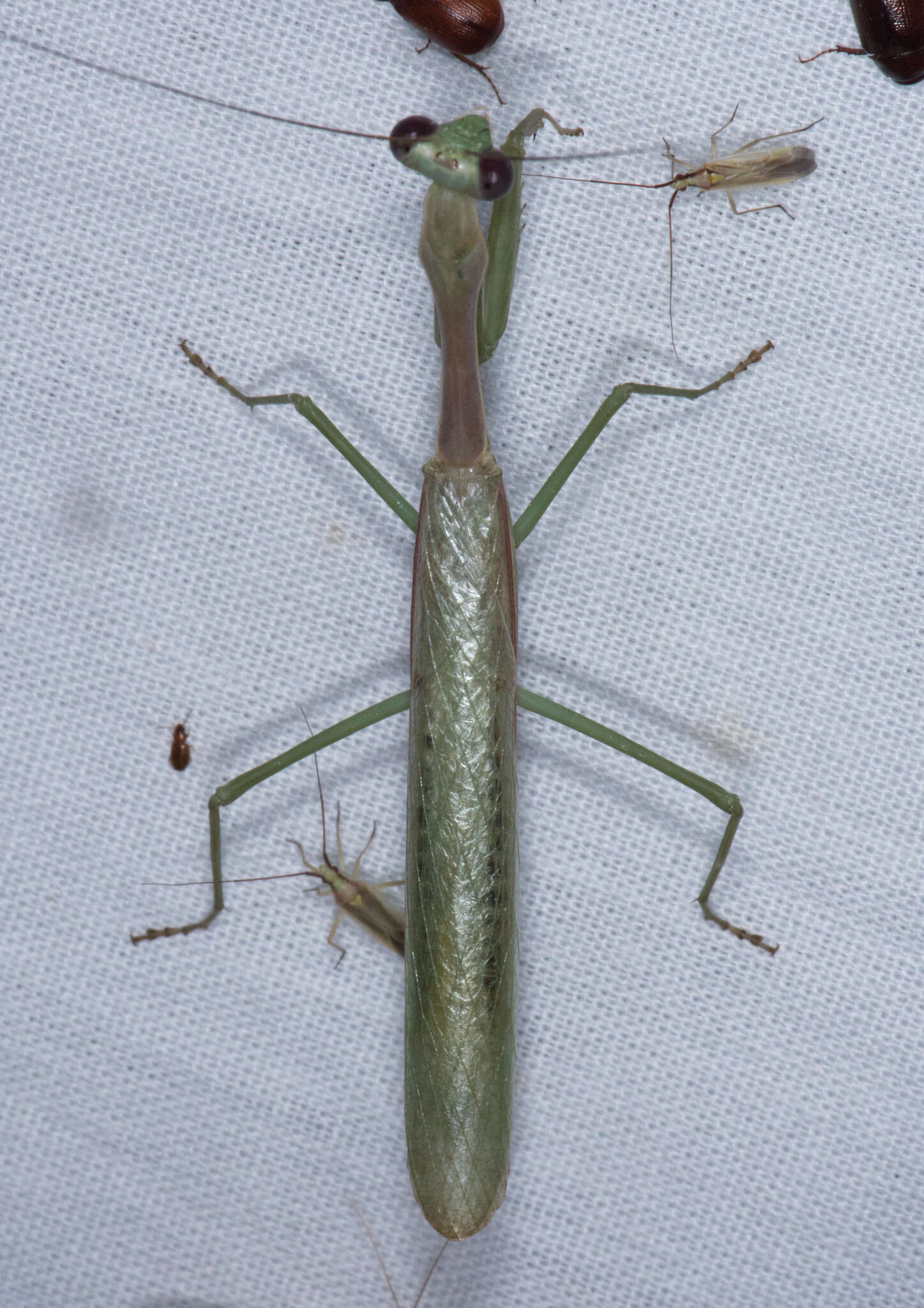 Image of Stagmomantis limbata Hahn 1835