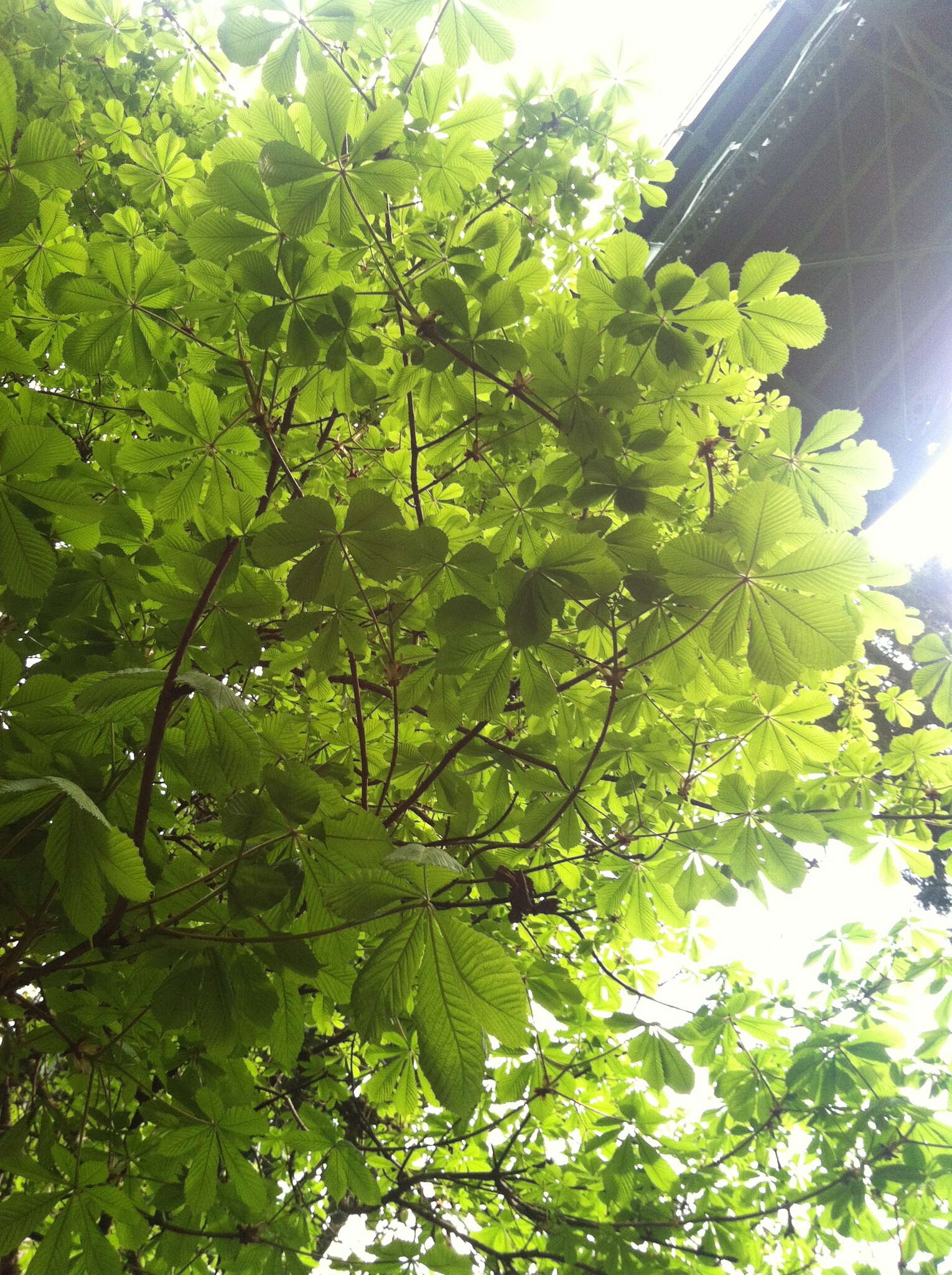 Image of European horse chestnut