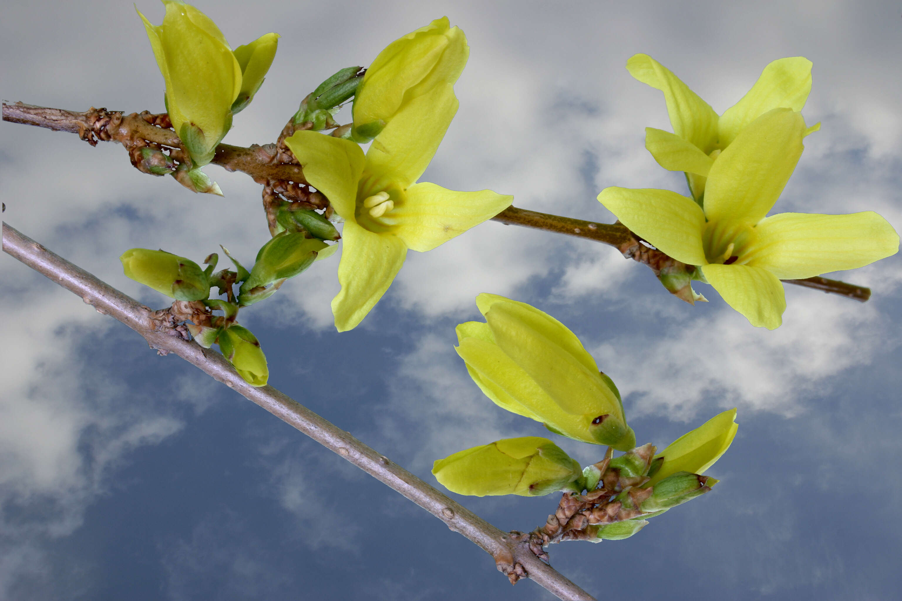 Image de Forsythia intermedia Zabel